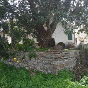 a stone wall with a tree in front of a house at Ikarian Family Cottage, Ikaria Droutsoulas in Akamatra