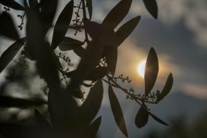 Fotografie z fotogalerie ubytování Villa Andreis v destinaci Malcesine + 37 fotografií