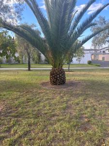 a palm tree sitting in the middle of a field at Departamento Deluxe Cumbayá in Quito +13 photos