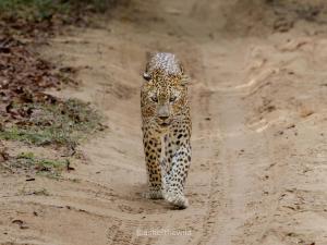 Altri animali domestici presso l'ostello o nei dintorni