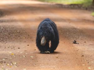 Altri animali domestici presso l'ostello o nei dintorni