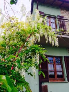 a tree with white flowers in front of a house at La Corte del Borgo in Valverde Pavia