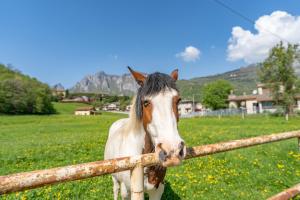 Altri animali domestici presso l'appartamento o nei dintorni