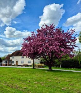 a flowering tree in a yard in front of a house at Secluded 16th Century Farmhouse with private grounds in Hatfield Peverel