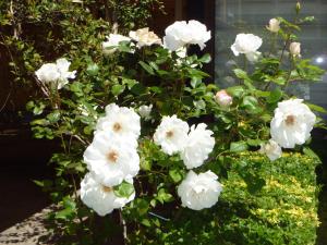 a bunch of white flowers on a plant at Apartment Tourist Complex Rose Village in Sunny Beach +181 photos