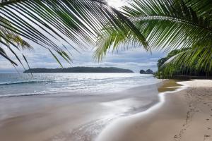a beach with a palm tree and the ocean at Beach resort playa Leona in Gigantes
