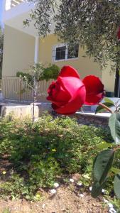 Zahrada ubytování Guest House Solive