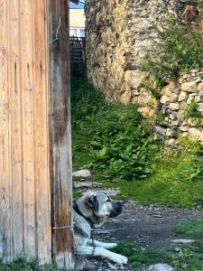 a dog laying next to a wooden fence at Bata GuesThouse in Adishi