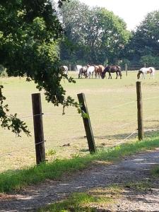 a group of horses grazing in a field at FeWo Overberge in Bergkamen