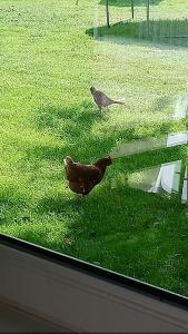 deux oiseaux debout dans l'herbe près d'une fenêtre dans l'établissement Bauernhof Urlaub FeWo Nr 2 - 2-Personen, à Schlagsdorf