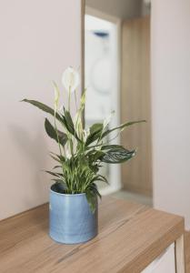 Φωτογραφία από το άλμπουμ του TIA Layover Rooms σε Κρούγια +1 φωτογραφίες