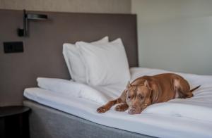 Voodi või voodid majutusasutuse Quality Hotel Royal Corner toas