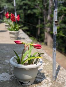 Fotografie z fotogalerie ubytování Deodar Hilltop Homestay v destinaci Chail