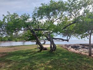 a tree in the grass next to a body of water at Cabaña ecológica frente al mar en isla fuerte in Isla Fuerte