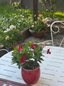 A garden outside Nuova Casa vacanze nonna Prassede con giardino e posto auto