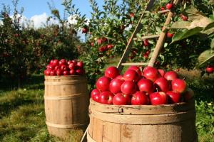 two barrels filled with red apples in an orchard at Urlaub in Jork bei Hamburg - Direkt am Elbwasser im Alten Land in Jork