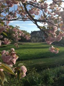 a tree with pink flowers in front of a house at La Maison d'Ambre in Saint-Laurent-en-Gâtines