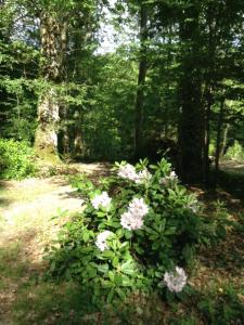 einen Busch mit rosa Blumen im Wald in der Unterkunft La Maison d'Ambre in Saint-Laurent-en-Gâtines