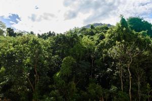 a forest filled with lots of lush green trees at St Luxo Copacabana Beach and Metro in Rio de Janeiro