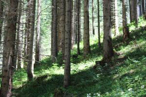 a wooded area with green grass and trees at Berghotel zum Zirm in Collalbo