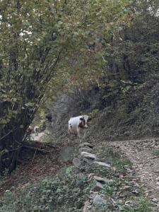 a cow standing on the side of a dirt road at Aliferous Camping in Stërkanj
