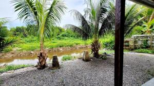 a view of a river with two palm trees at Nice Appartement T2 in Saint-Laurent du Maroni