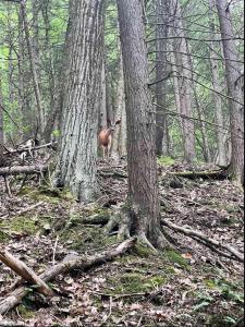 a deer standing in the woods next to trees at Water & Electric Site 30 Amp Pull trough up to 27 in Gaines