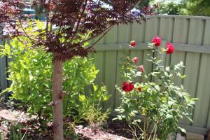 un giardino con fiori rossi e una recinzione di Little Gem City Cottage a Invermay