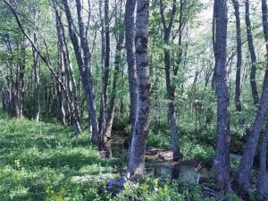 zalesiony teren z strumieniem wody i drzewami w obiekcie Tranquil Cottage Retreat in Lovinac w mieście Lovinac