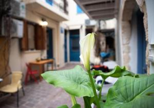 Vonkajšia záhrada v ubytovaní Chania Old Town 2