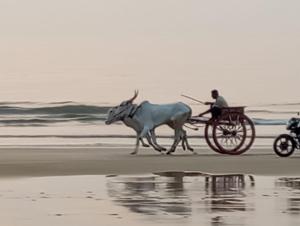 a oxen pulling a man in a cart on the beach at Nikhil's Inn in Kashid
