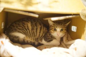 Ospiti di PageSurfingInn con animali domestici