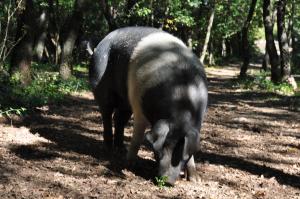 Zvieratá na farme alebo blízkom okolí
