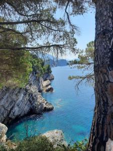 a view of a body of water through a tree at MiNa Apartments in Petrovac na Moru