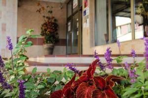 a group of flowers in front of a building at Hotel Junior Poděbrady in Poděbrady