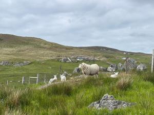 a herd of sheep in a field of grass at Eco Crofter's Wagon by the Sea - Off Grid Experience - No electricity - As seen soon on Netflix in Oldshoremore