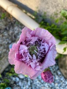 a close up of a pink flower at La ferme 