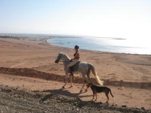 een vrouw op een paard en een hond op een strand bij Blue Beach Club in Dahab