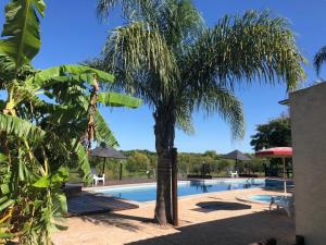 a palm tree next to a swimming pool at Complejo La posta del Hum in Paso de los Toros