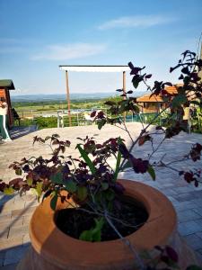 Aed väljaspool majutusasutust VIEW and VIBE Jagodina