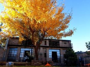 a yellow tree in front of a house at Casa de Campo in San Isidro