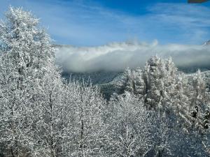 a group of trees covered in snow at Tyrolyl - Ferienhaus Tirol in Inzing +90 photos