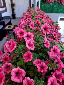 Gallery image of Villa Ruža in Golubac