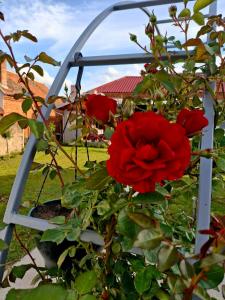 Gallery image of Villa Ruža in Golubac +15 photos