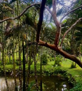 a view of a palm tree and a pond at Morada Amor & Cura Xamanismo in Mongaguá