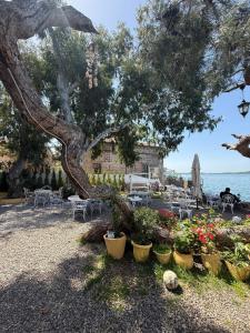 a tree and some flowers in pots next to the water at Akkoç Heritage Suite by Lodhous in Ayvalık +25 photos