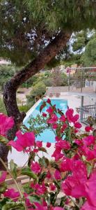 a bunch of pink flowers in front of a pool at Vasiliki's Villa Beach Front and Pool in Porto Heli