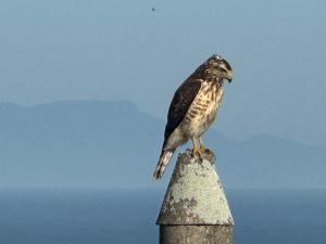 a bird sitting on top of a post at Minas Em Marambaia in Rio de Janeiro