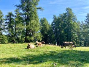 Animais no B&B ou nos arredores