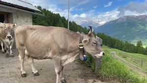 Animais no B&B ou nos arredores